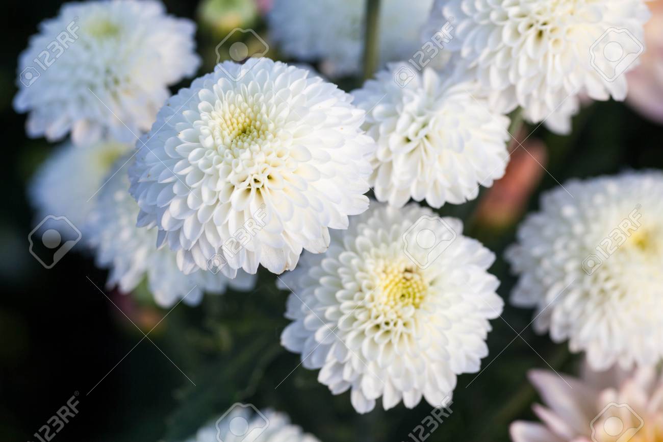 庭に白い菊の花 の写真素材 画像素材 Image