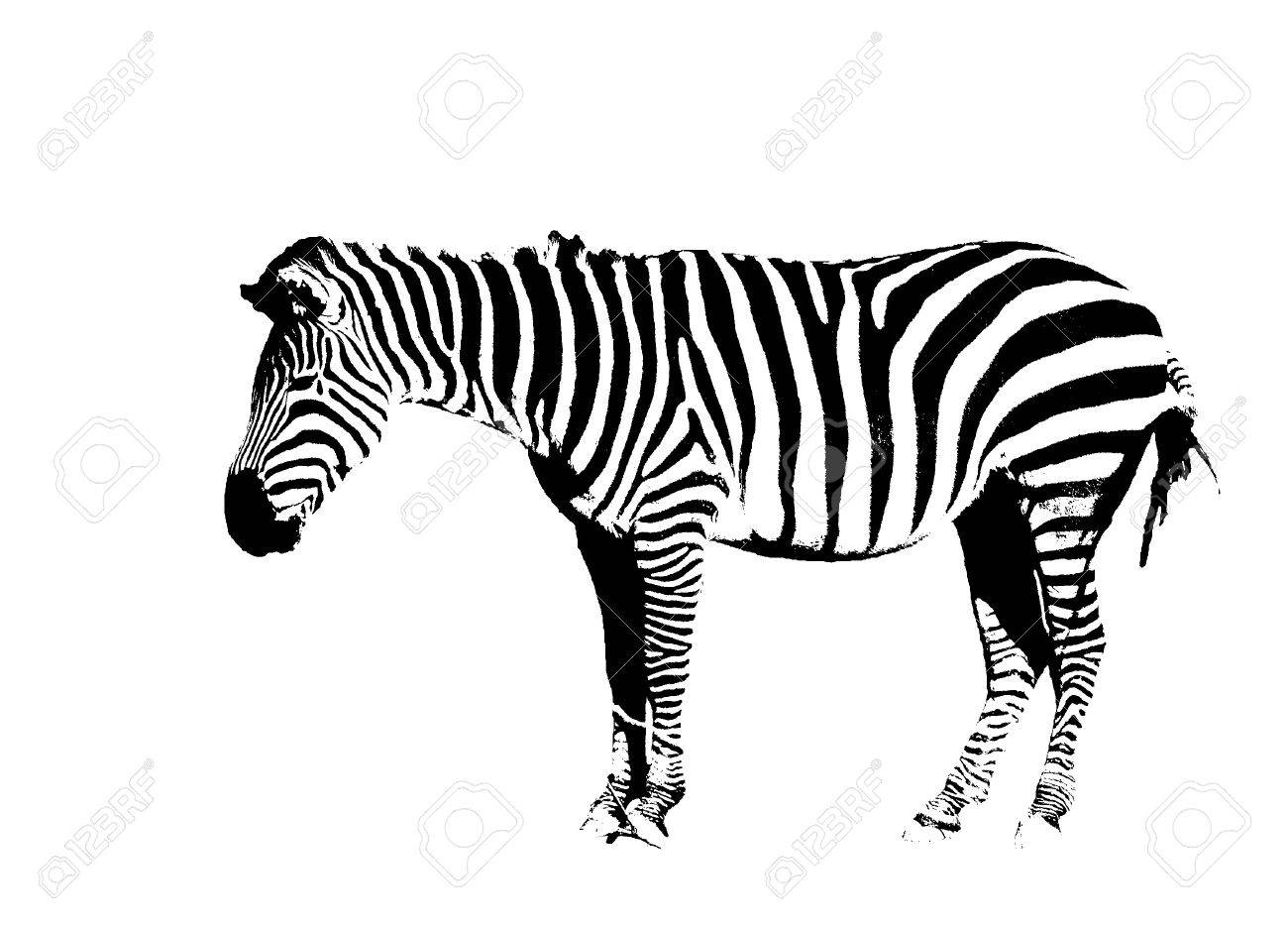 Outline Of A Zebra In Black And White On White Background Stock Photo,  Picture And Royalty Free Image. Image 7997619.