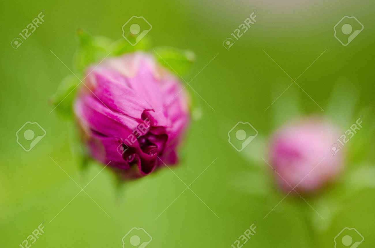 シングル ピンク コスモス コスモスの芽のクローズ アップ の写真素材 画像素材 Image シングル ピンク コスモス コスモスの芽のクローズ アップ の写真素材 画像素材 Image