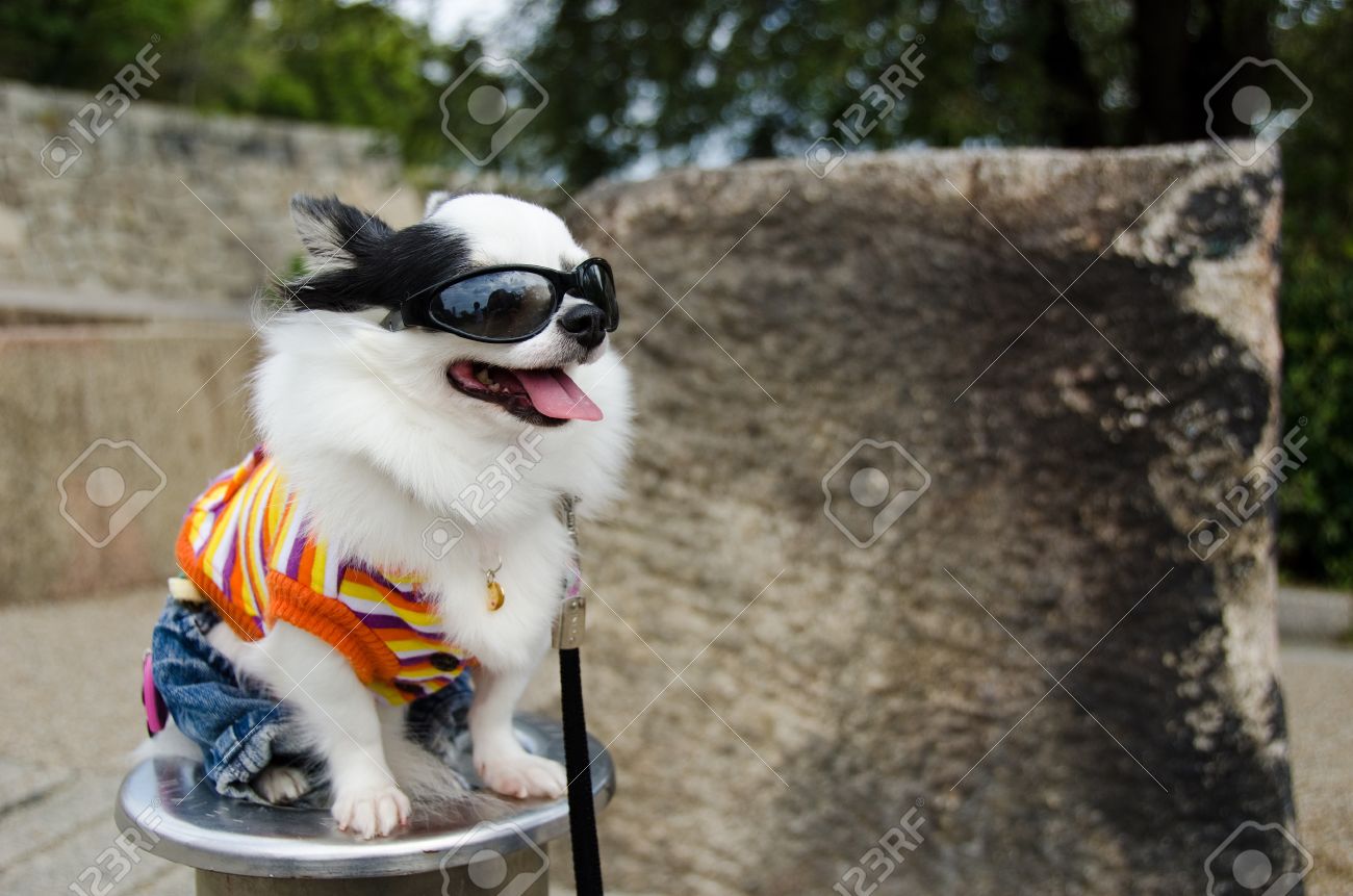 cool dog sunglasses