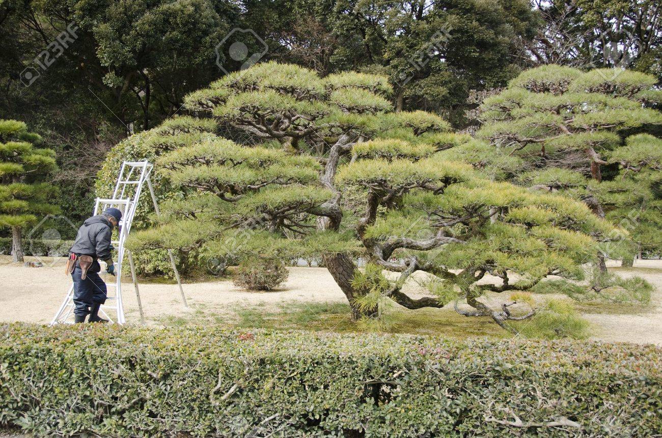 Pruning of pine trees by a gardener in a Japanese Garden in Japan - 1786309...