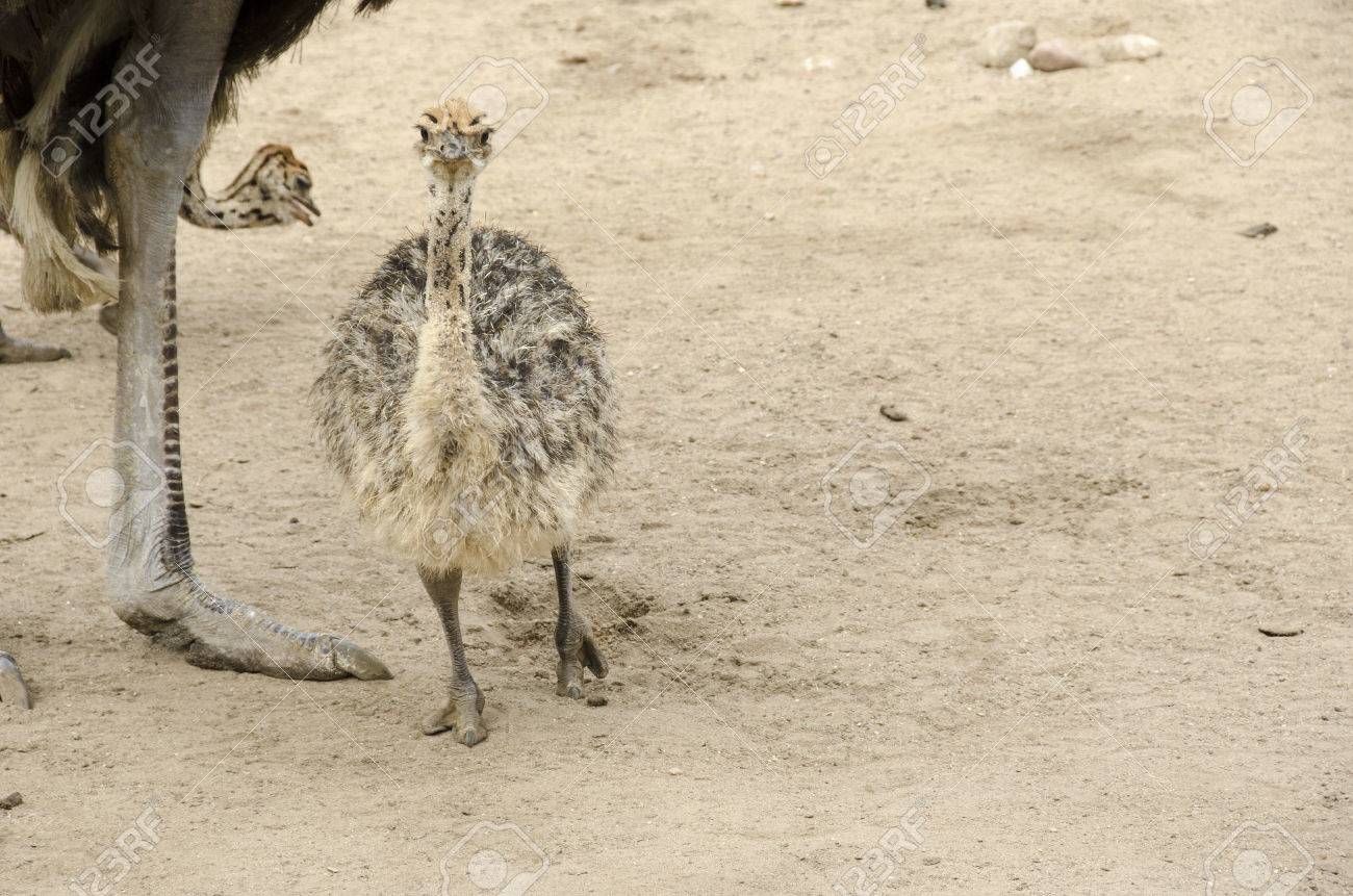 Small Cute Baby Ostrich Struthio Camelus Walking On Sand Stock