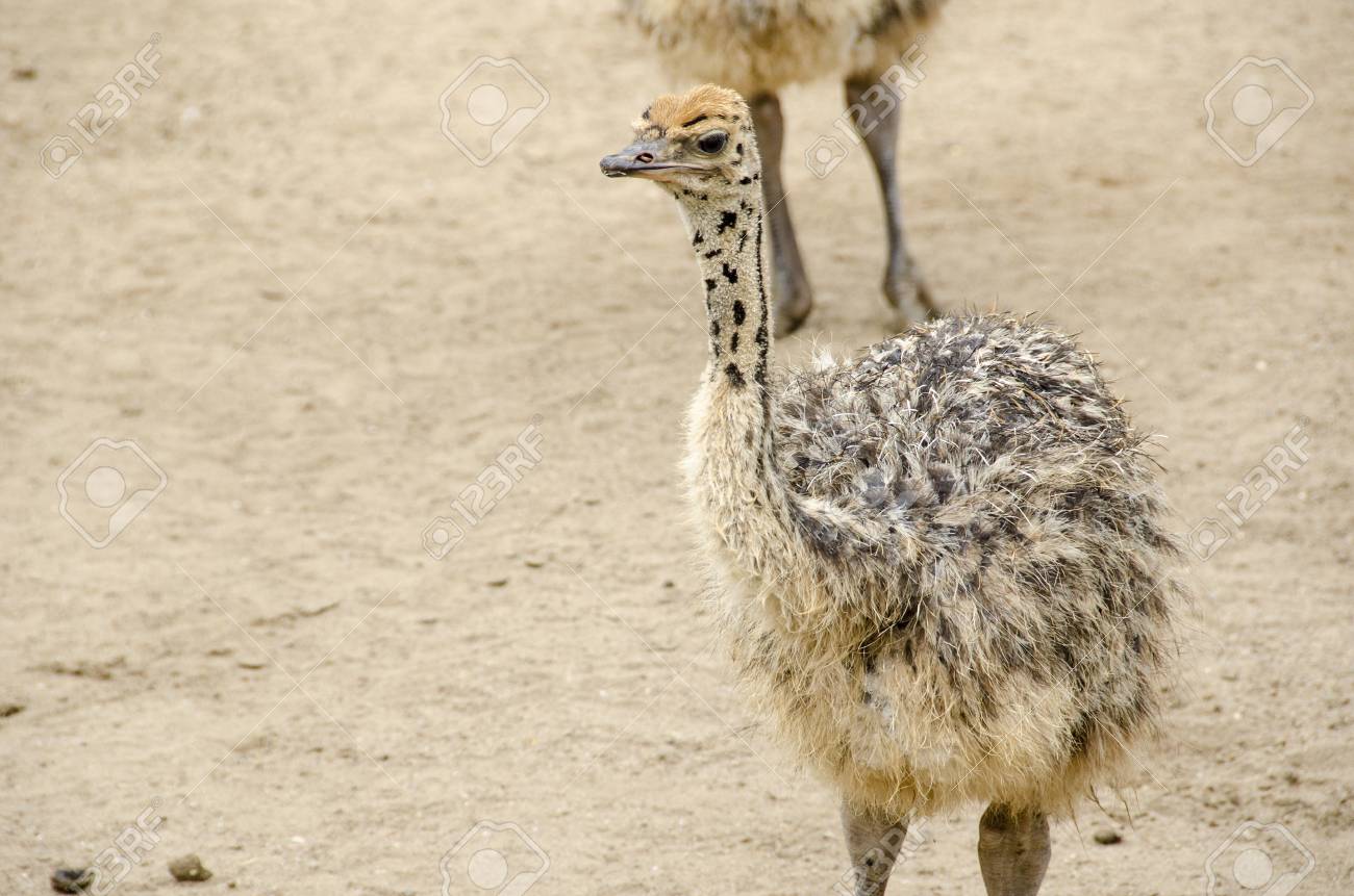 Small Cute Baby Ostrich Struthio Camelus Walking On Sand Stock