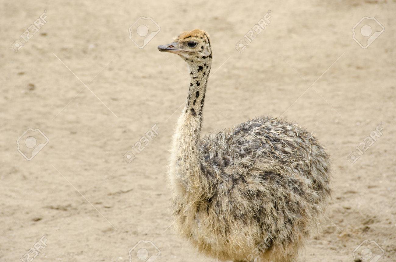 Small Cute Baby Ostrich Struthio Camelus Walking On Sand Stock