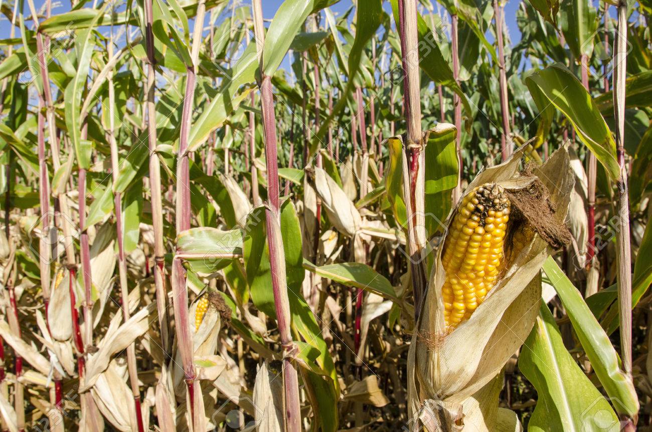 Corn Plant corn plant with corncob zea mays stock photo on decorating Corn Plant corn plant with corncob zea mays stock photo on decorating