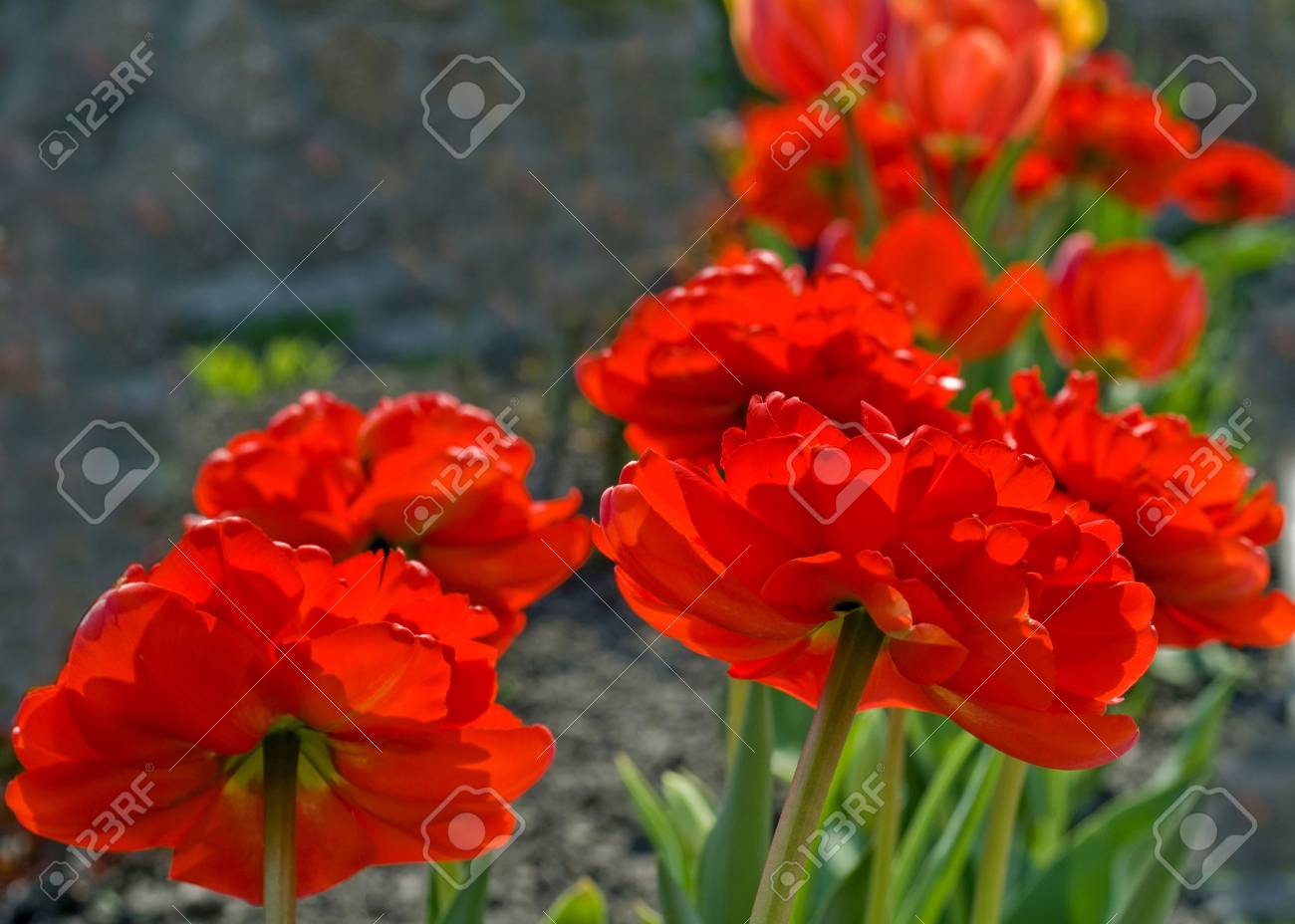 etiam-dictum-ipsum-a-felis