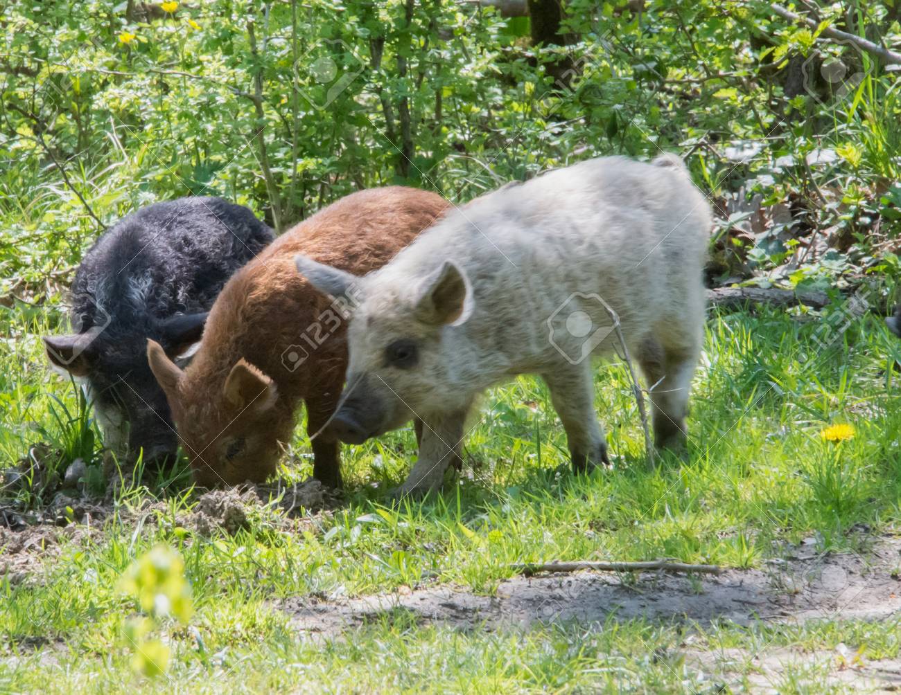 ハンガリーのマンガリッツァ豚が草の中を食べるします の写真素材 画像素材 Image