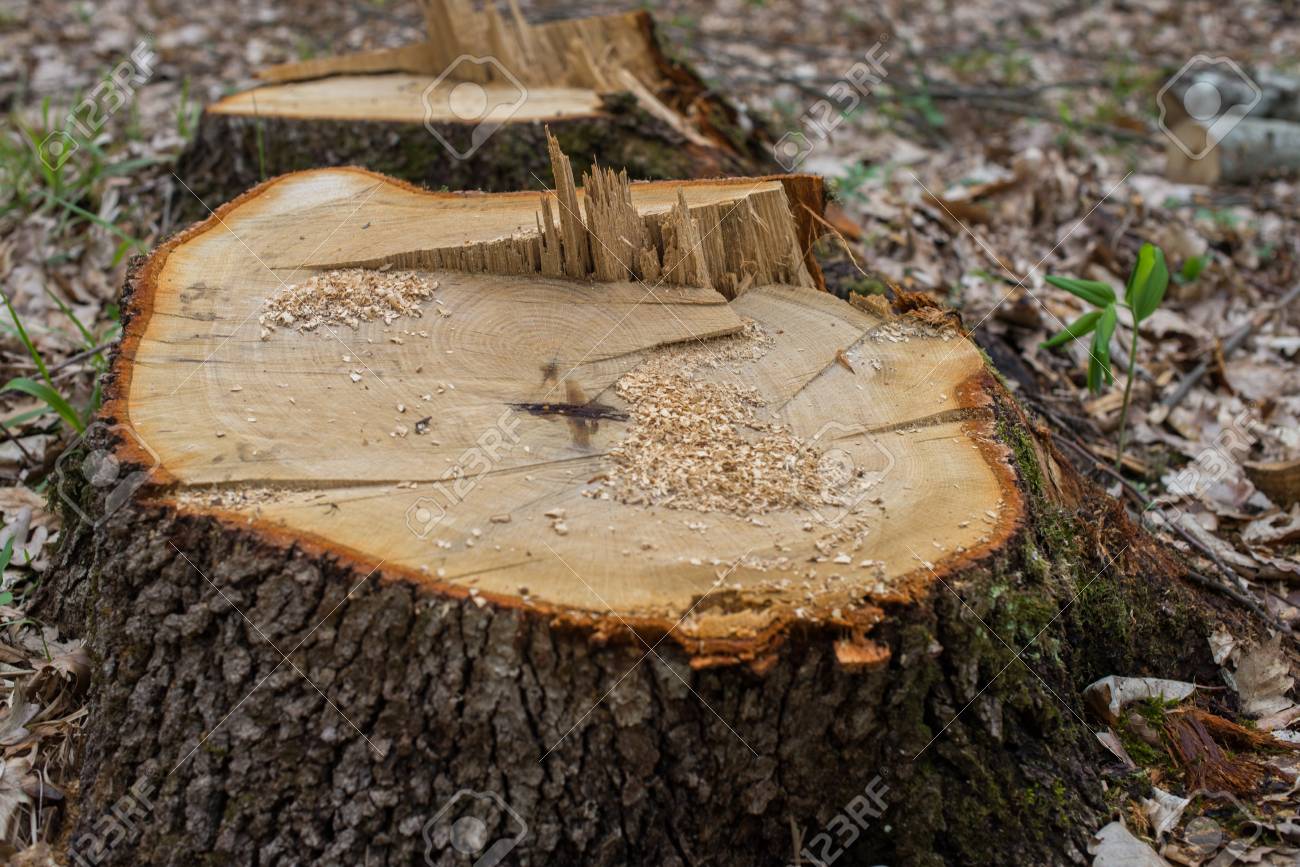 樫の木の切り株 樫の木の切り株