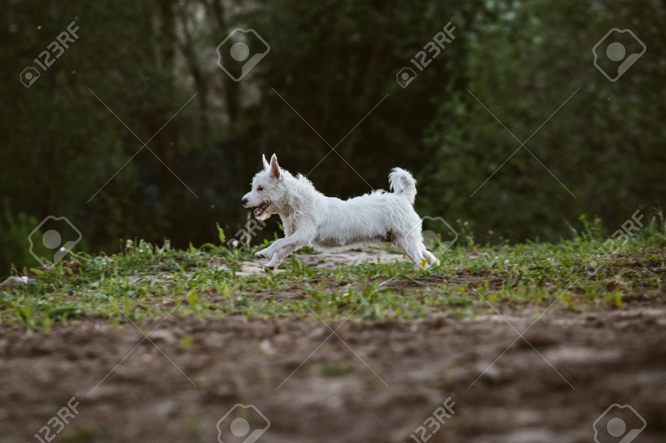 science diet pet food