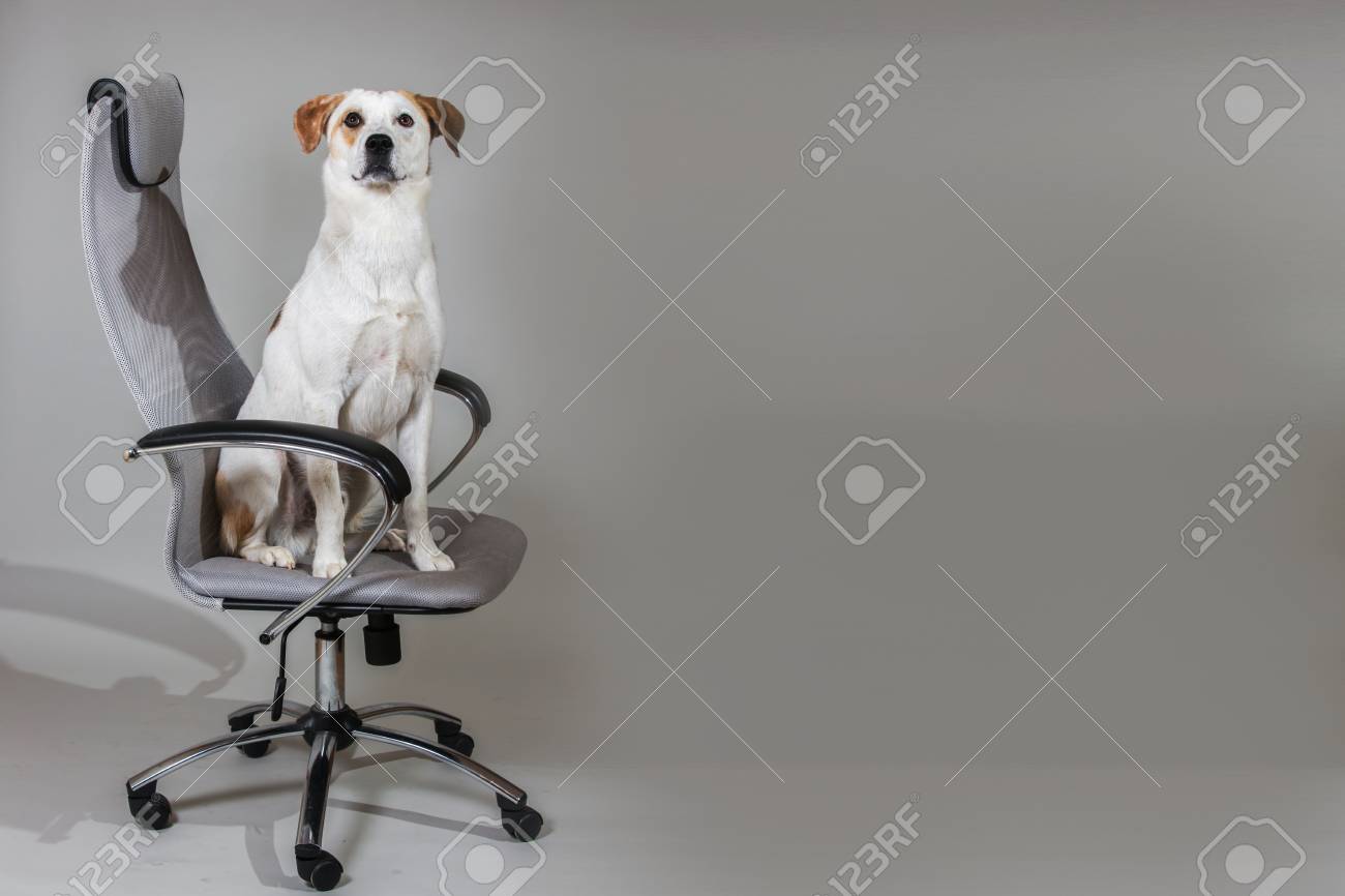 Mixed Breed Dog Short Hair Brown And White Sitting On Big Chair