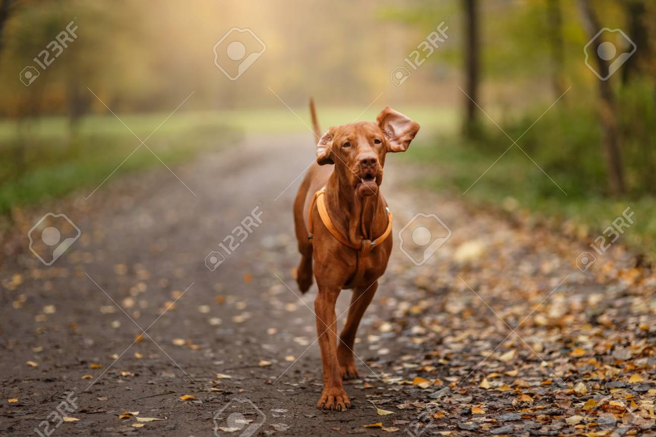 running with a vizsla
