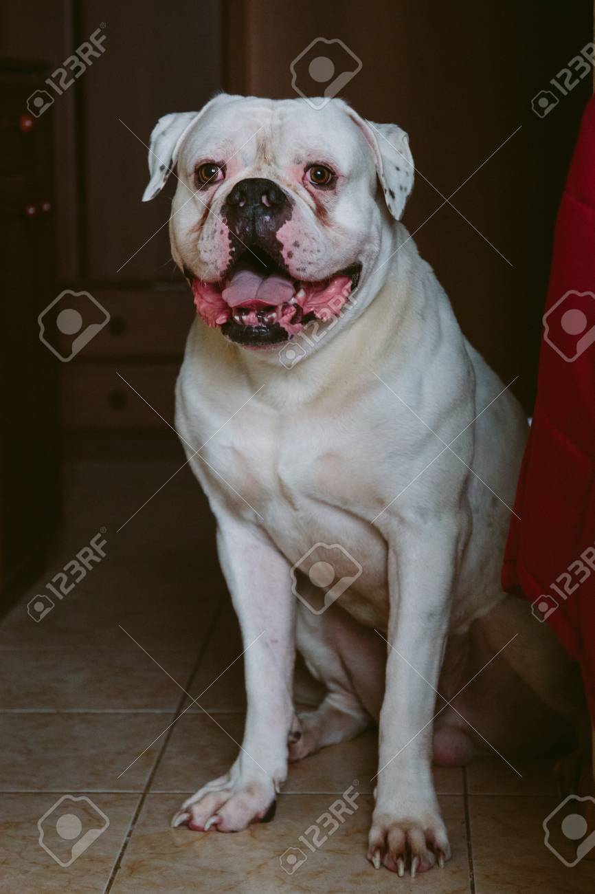 big white bulldog