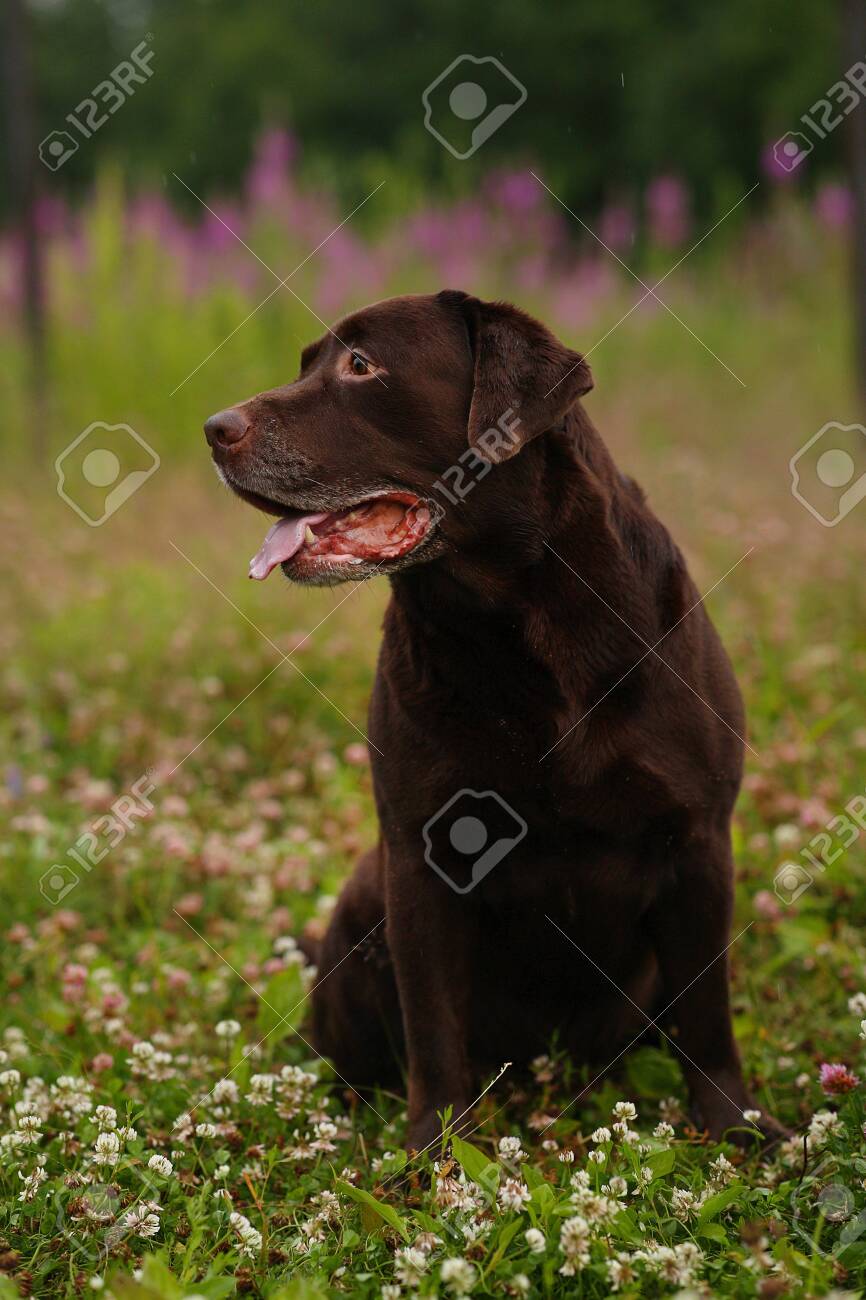 dark labrador
