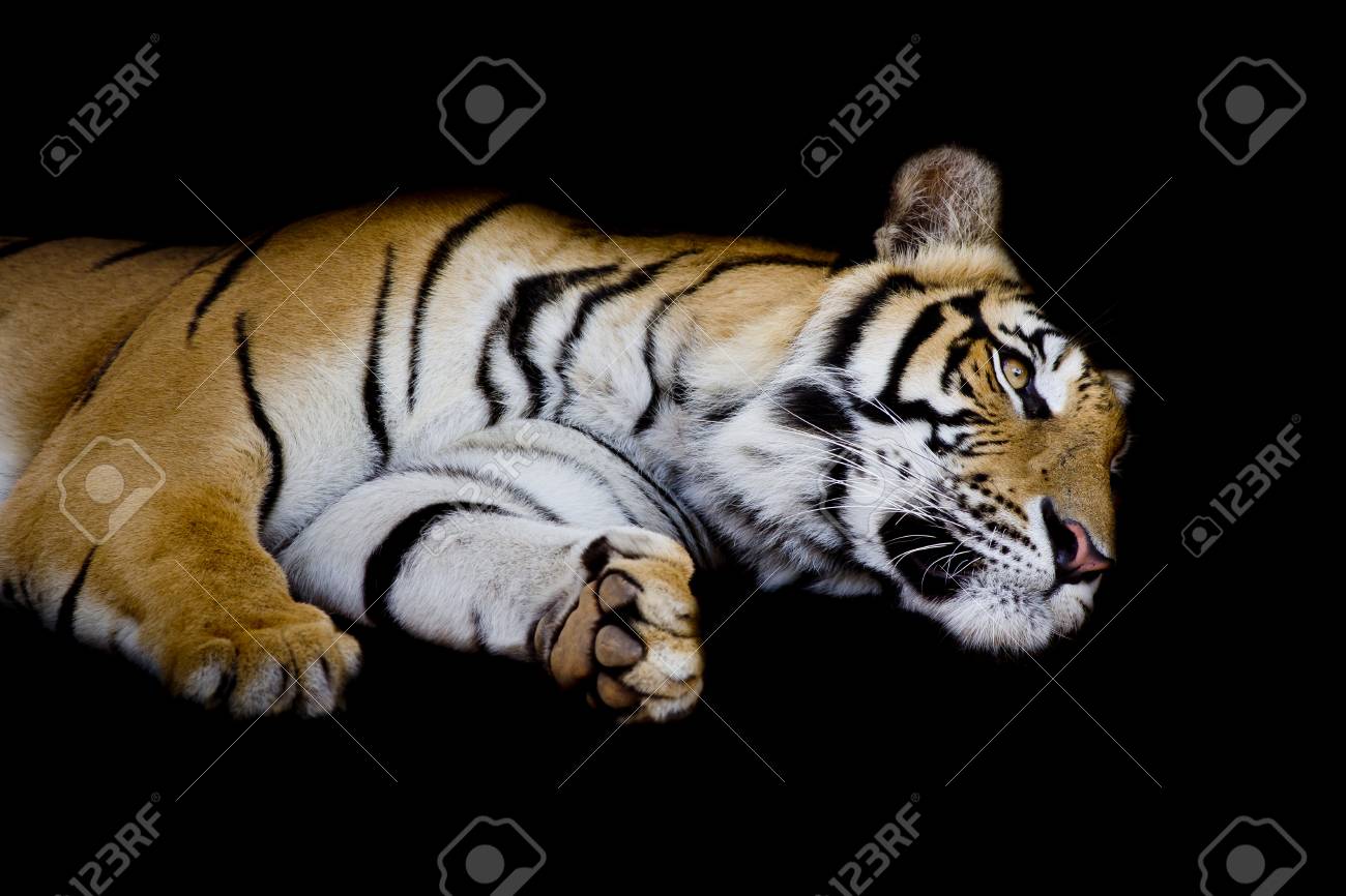tiger sleep on one s side isolated on black background stock photo