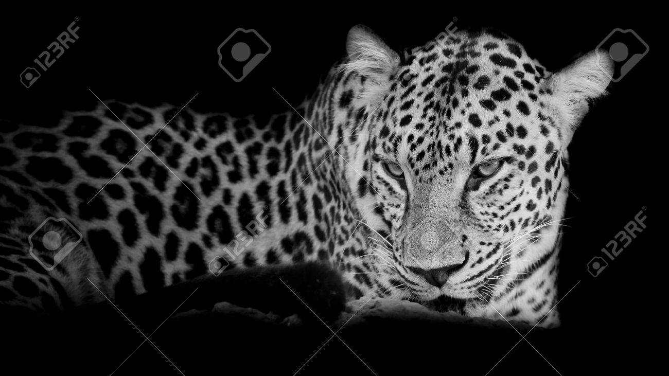 Schwarz Weiss Leopard Portrait Isolieren Auf Schwarzem Hintergrund Lizenzfreie Fotos Bilder Und Stock Fotografie Image