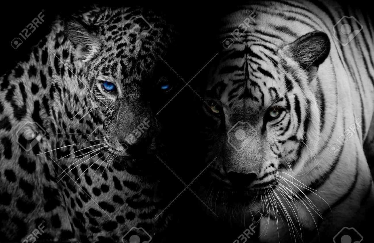 black white leopard with blue eyes tiger isolate black background