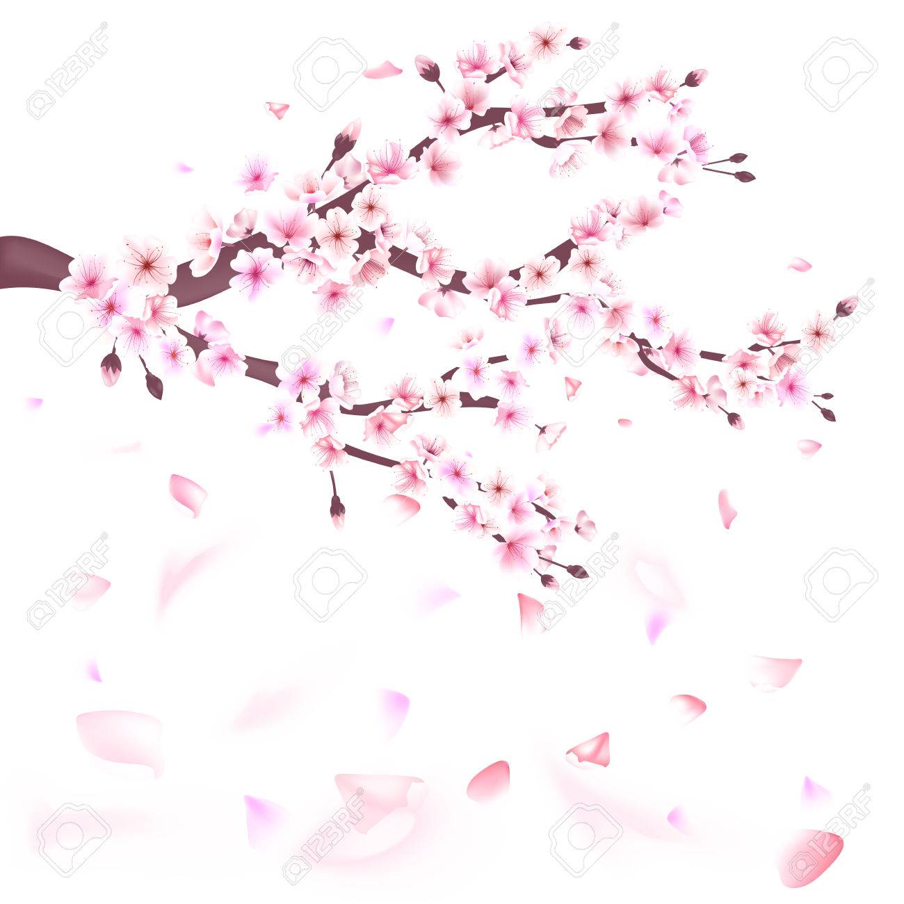 すべての美しい花の画像 最高のリアル 桜 花 イラスト