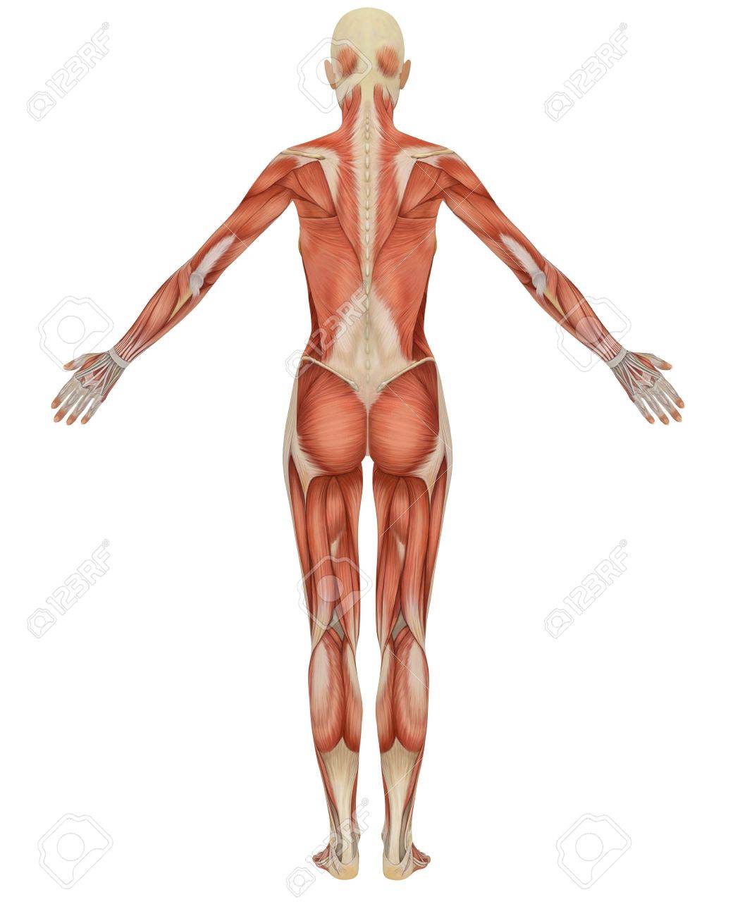 Rear view of the female muscular anatomy. Very educational. - 6910681 Rear view of the female muscular anatomy. Very educational. - 6910681