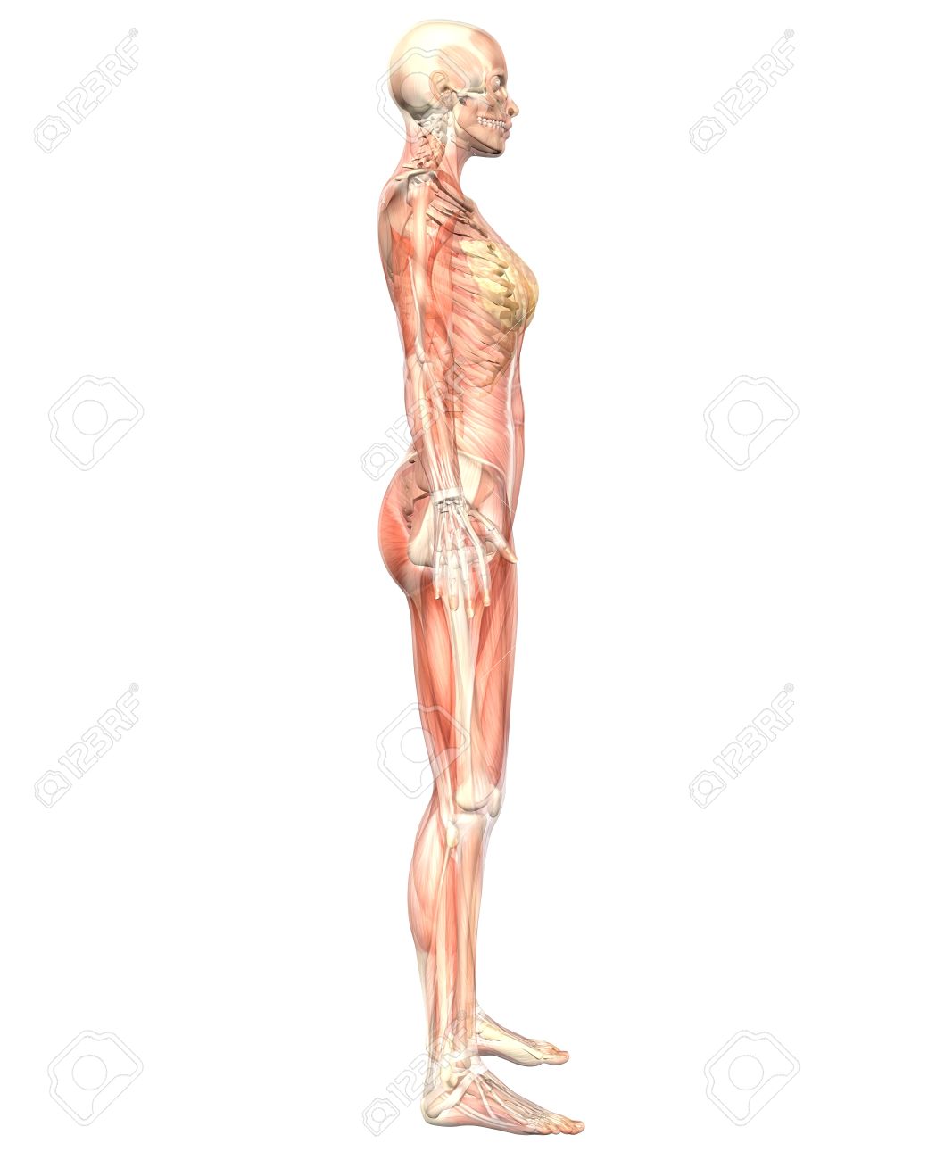 A illustration of the side view of the female muscular anatomy, semi transparent showing the skeletal anatomy. Very educational and detailed. - 10613638 A illustration of the side view of the female muscular anatomy, semi transparent showing the skeletal anatomy. Very educational and detailed. - 10613638