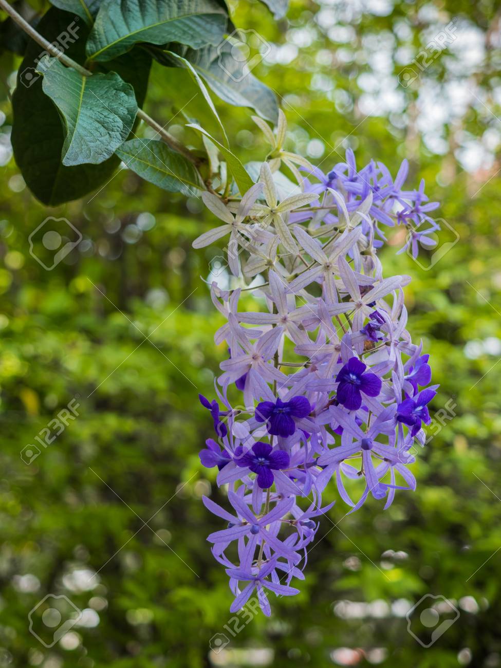 希少大苗♥　ペトレア　ウォルビリス　 サンドペーパーバイン パープルリース 希少な大苗♥ ペトレア・ヴォルビリス サンドペーパーバイン