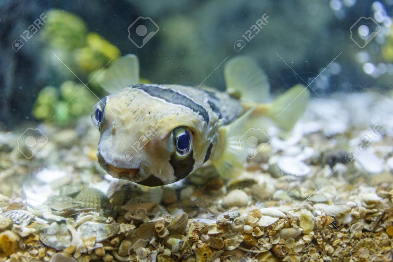 puffer fish tank