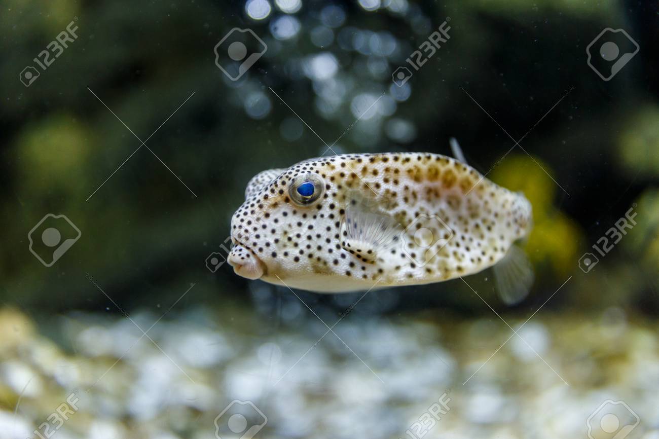 puffer fish aquarium