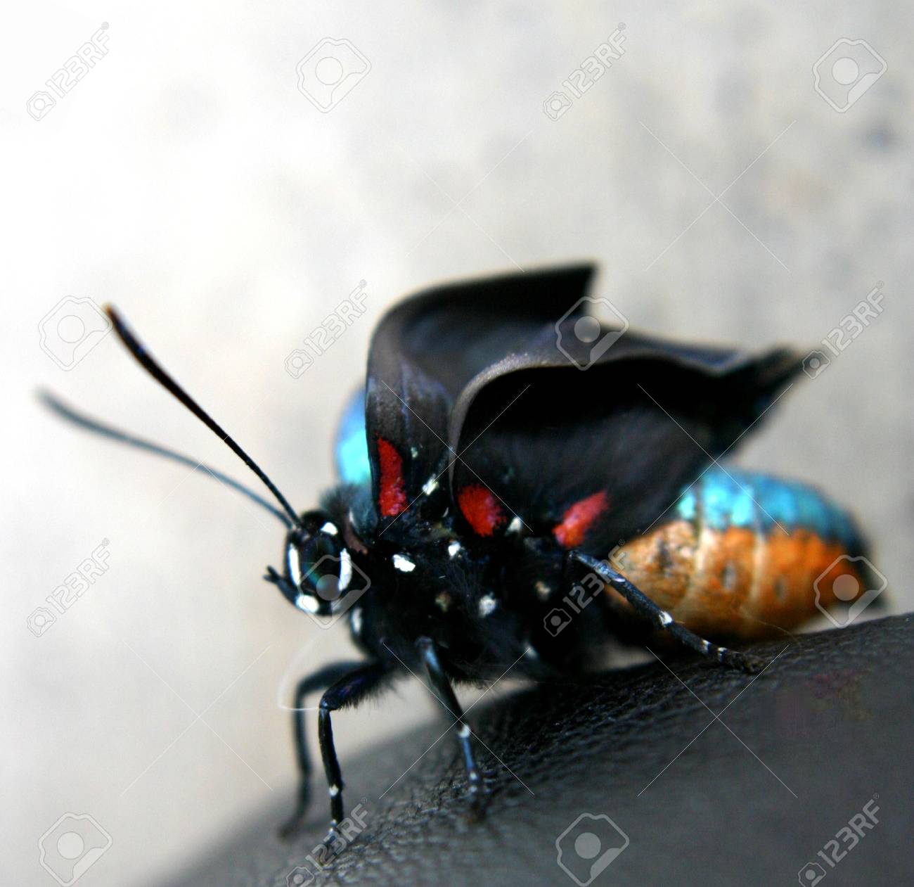 etiam-dictum-ipsum-a-felis