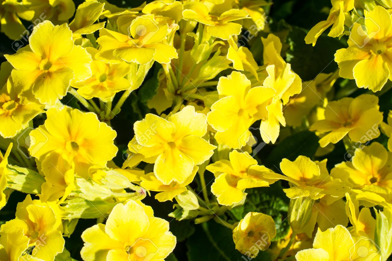 Background Of Yellow Flowers Primrose Garden Studio Photo Stock Photo Picture And Royalty Free Image Image