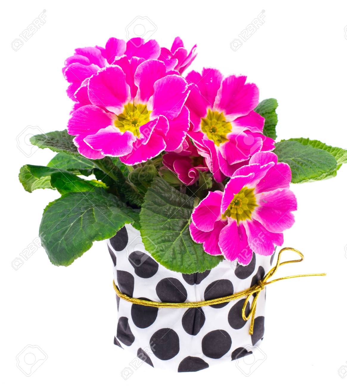 白い背景にピンクのプリムローズを開花 の写真素材 画像素材 Image