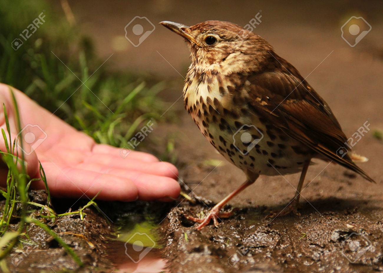 etiam-dictum-ipsum-a-felis