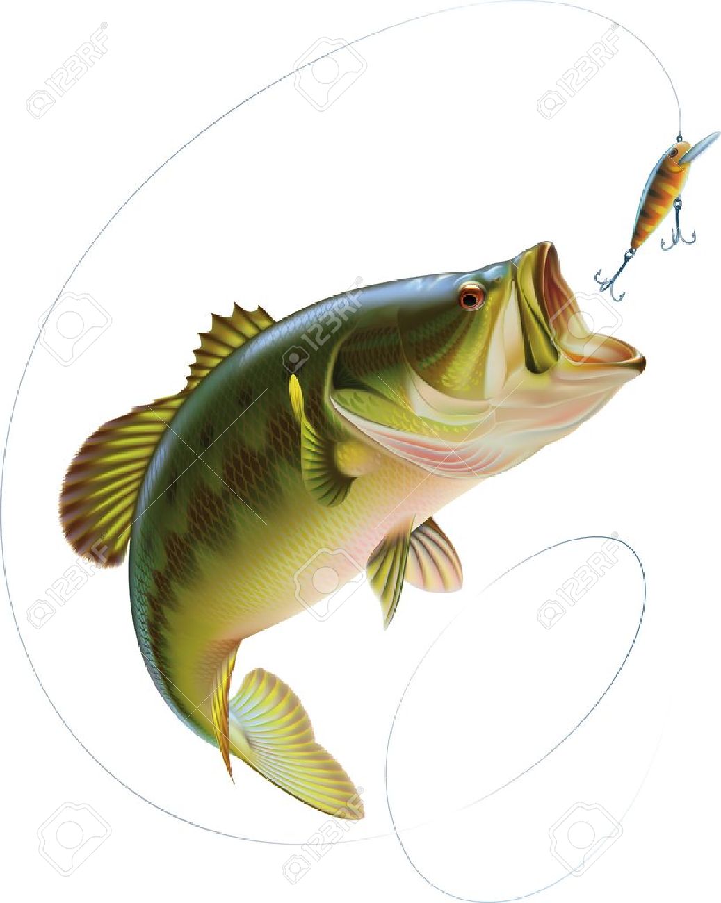 Largemouth bass is catching a bite and jumping in water spray Layered vector illustration - 17805064 Largemouth bass is catching a bite and jumping in water spray Layered vector illustration - 17805064