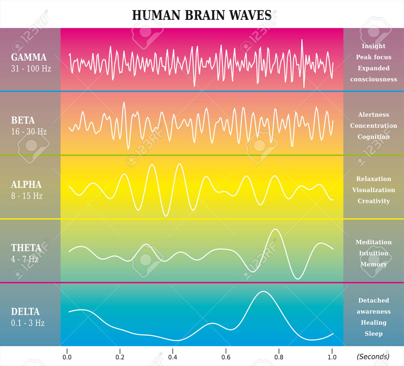 설명이 있는 무지개 색상의 인간 뇌파 다이어그램 - 알파 베타 감마 세타 델타 주파수 로열티 무료 사진, 그림, 이미지 그리고  스톡포토그래피. Image 175064892