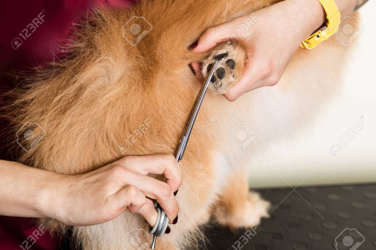 女性の手が足 動物の足裏ケア カッティングの毛 クローズ アップ犬毛皮をグルーミング の写真素材 画像素材 Image