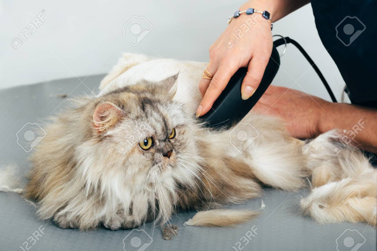 cat grooming