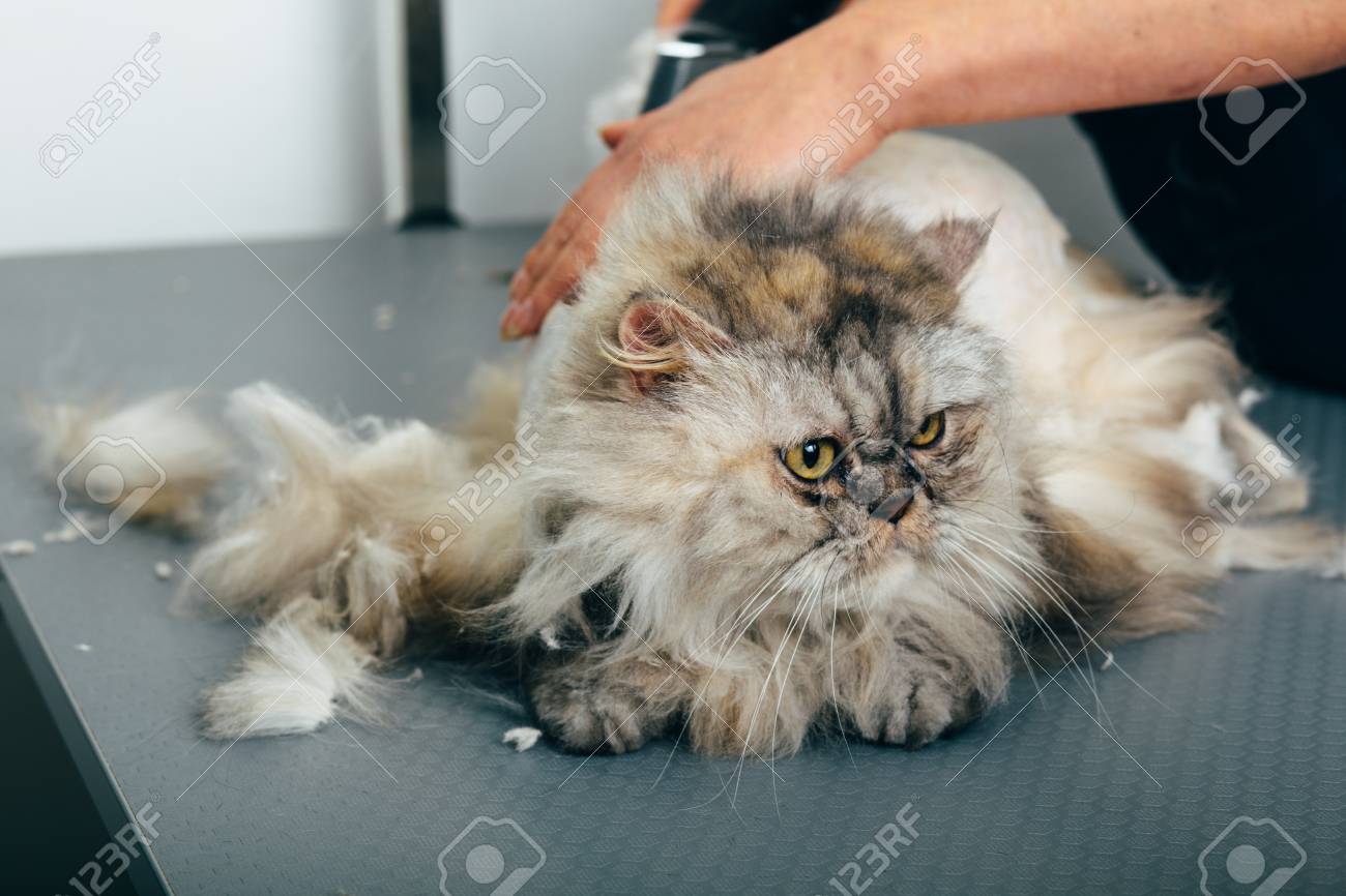 Disgruntled Cat During Haircuts In Grooming Salon Selective