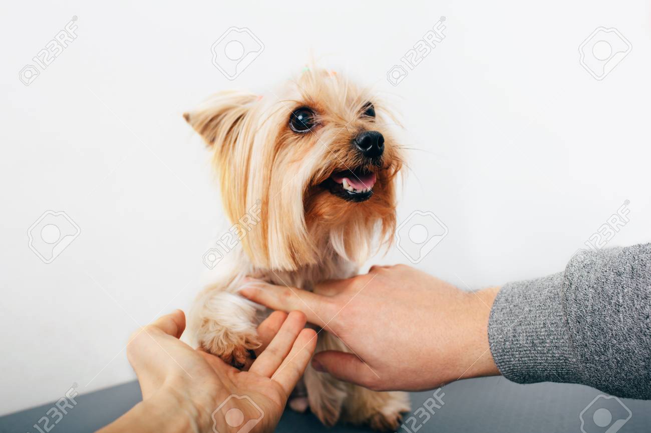 yorkshire terrier dogs trust