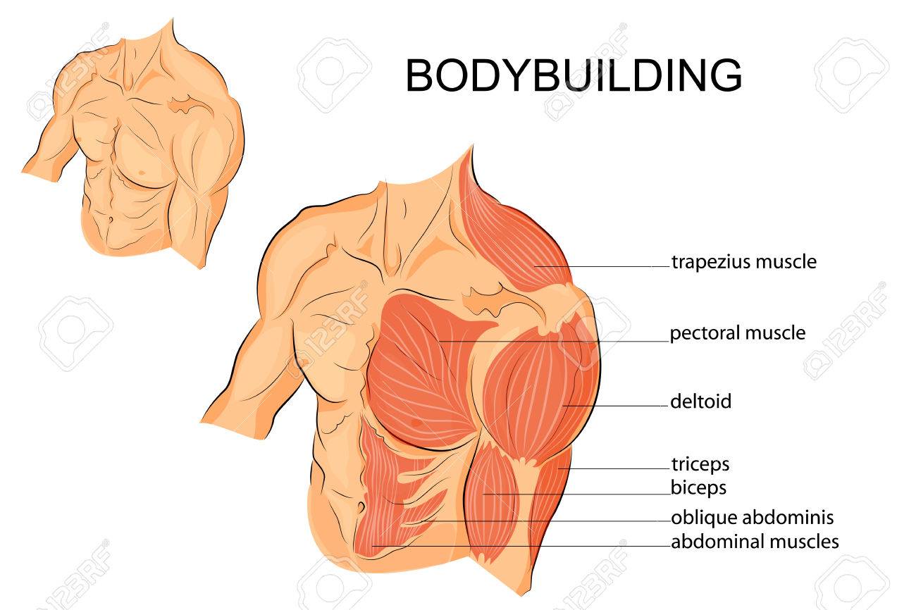 Biceps and triceps anatomy stock vector. Illustration of male