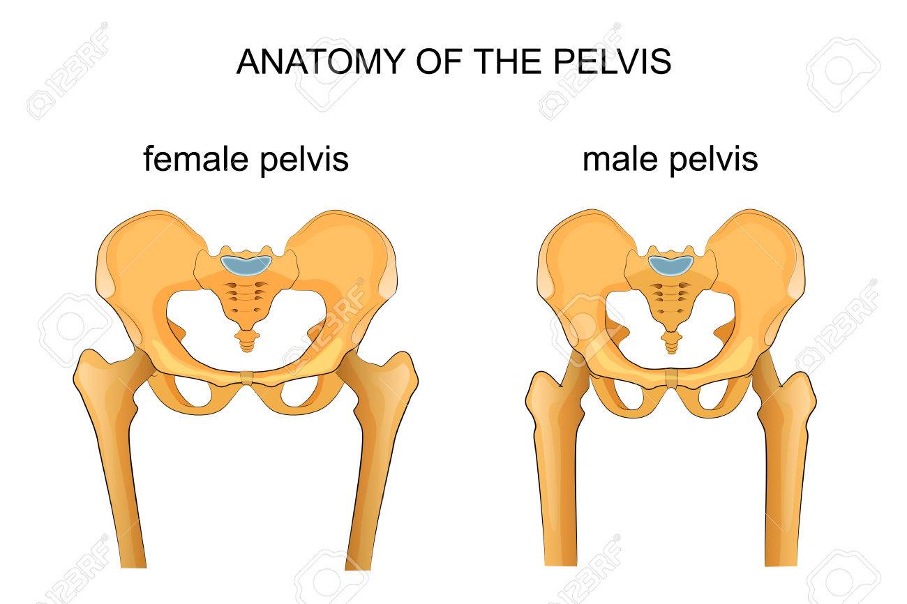 Squelette du bassin masculin, Anatomie