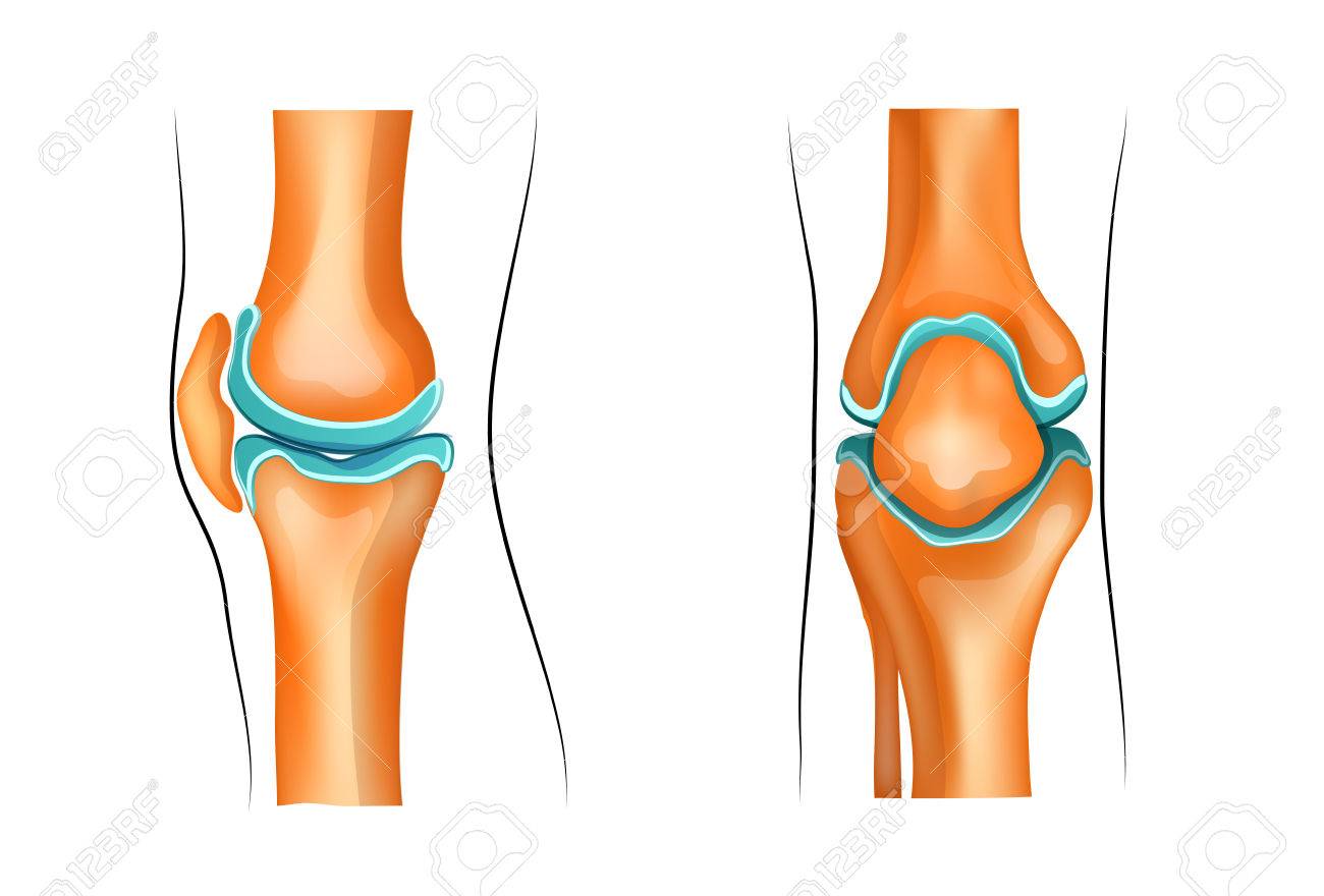 健康な膝関節のイラストをベクターします のイラスト素材 ベクタ Image