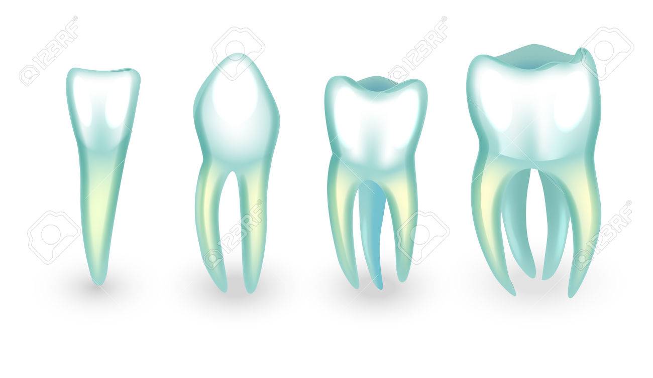 人間の歯のベクター イラストです 切歯 犬歯 大臼歯のイラスト素材 ベクタ Image 80338528