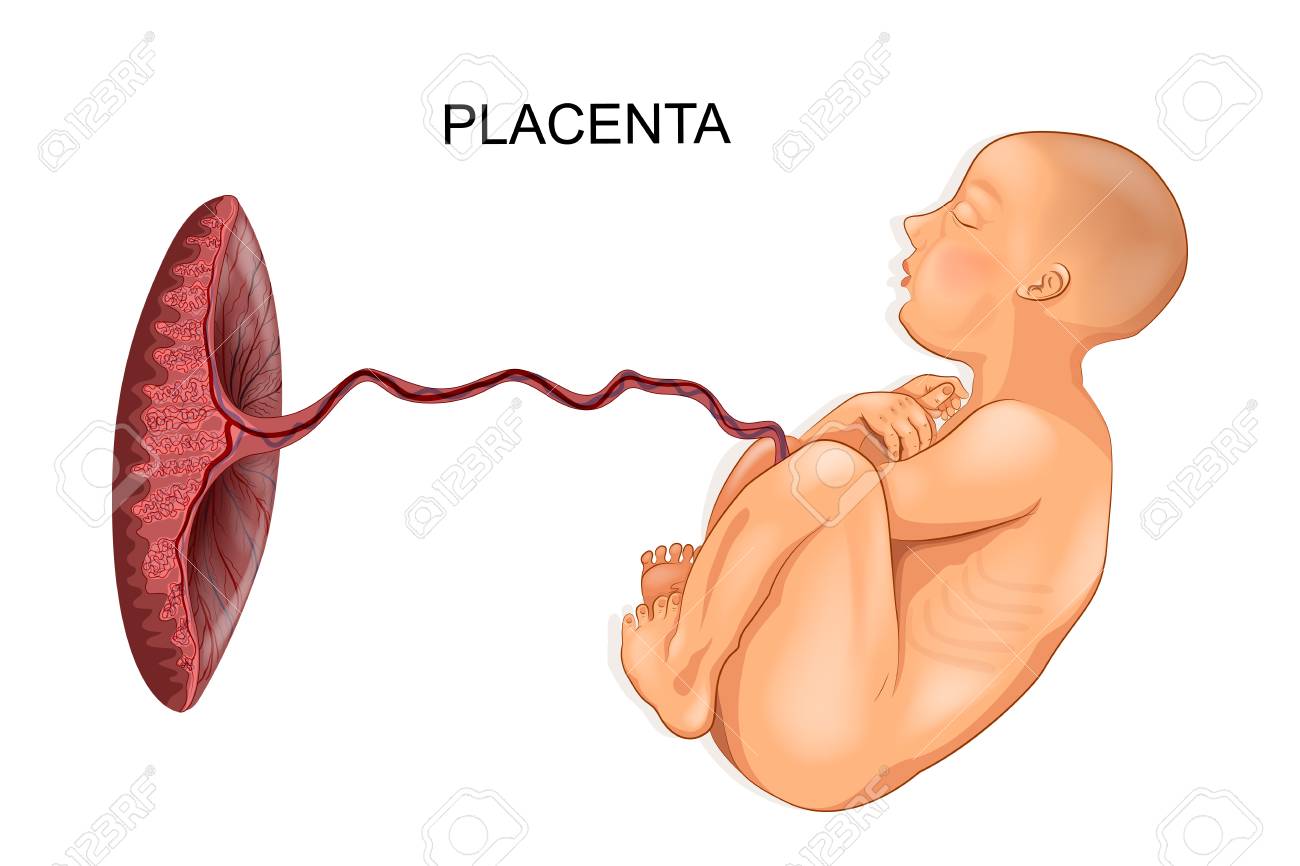 赤ちゃんと胎盤のベクトル イラスト のイラスト素材 ベクタ Image 赤ちゃんと胎盤のベクトル イラスト のイラスト素材 ベクタ Image