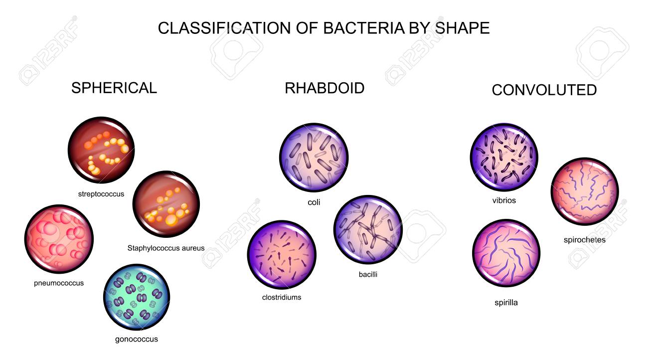 bacteria classification