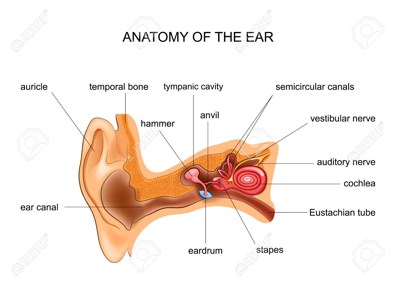 vector illustration of human ear anatomy ent royalty free cliparts ent anatomy