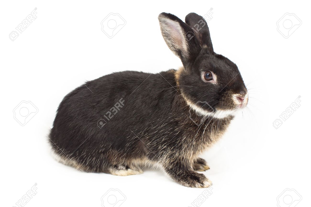 黒うさぎ様専用ページ バトルスピリッツ | mainechance.co.za