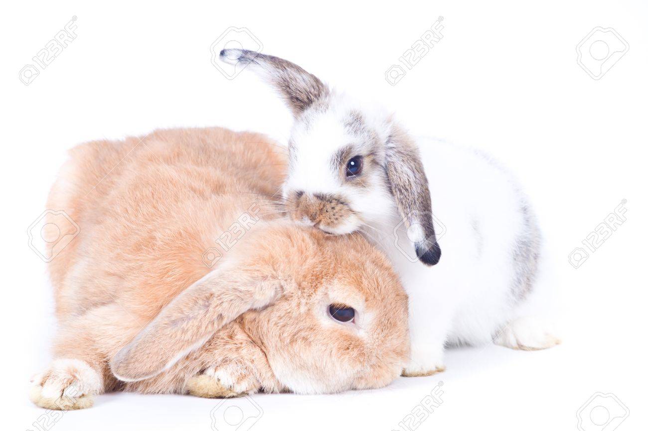lop rabbit care