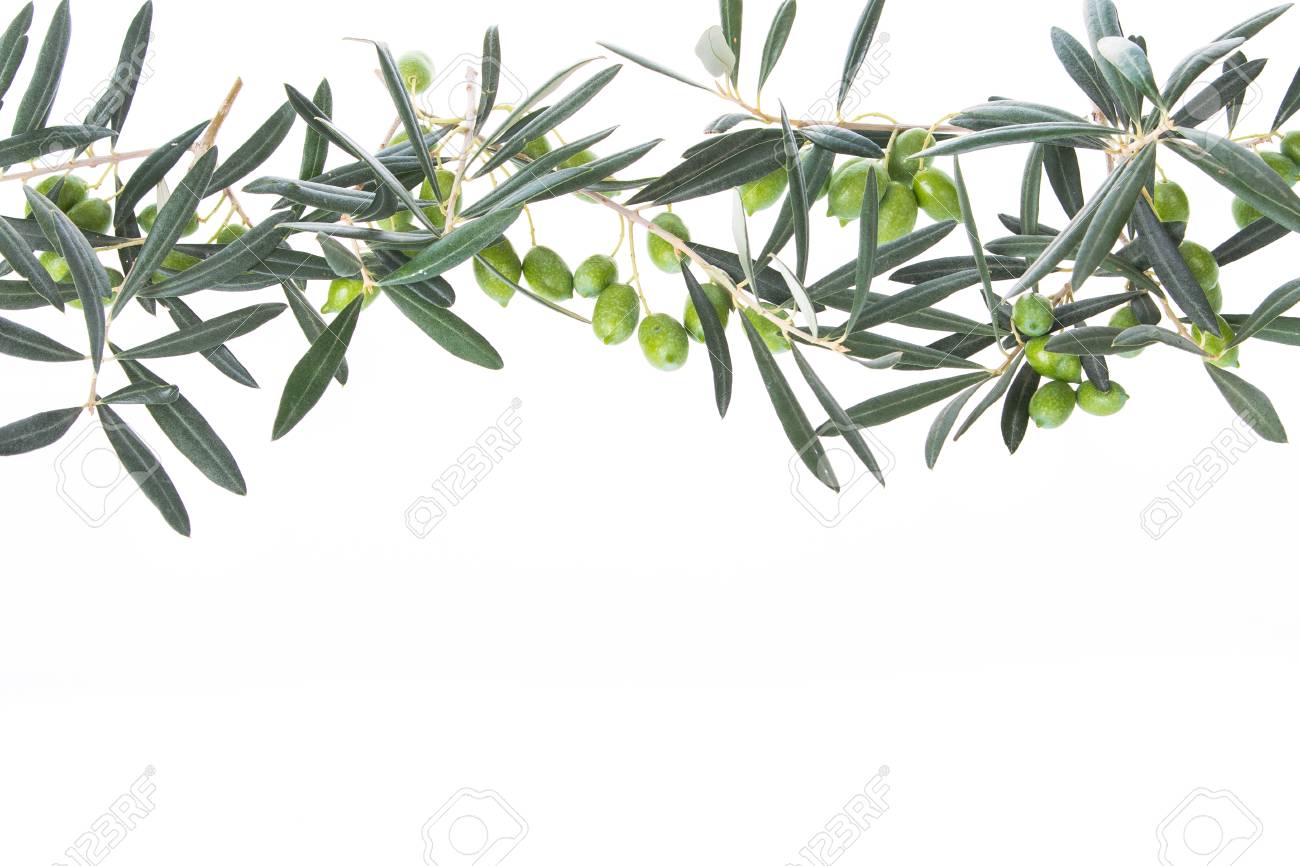 Olive Branch With Green Olives Isolated On White Background Olive Branches Hanging Down From Above Green Olives With Leaves Copy Space Stock Photo Picture And Royalty Free Image Image