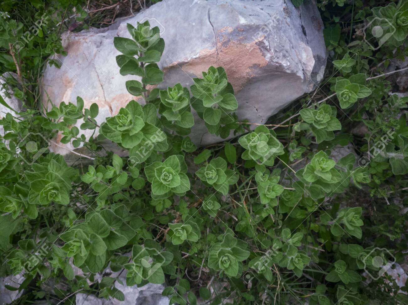 Wild oregano grows in the mountains. Raw green Oregano in field. Greek natural herb oregano. Green and fresh oregano flowers. Aromatic culinary herbs. - 142962728 Wild oregano grows in the mountains. Raw green Oregano in field. Greek natural herb oregano. Green and fresh oregano flowers. Aromatic culinary herbs. - 142962728