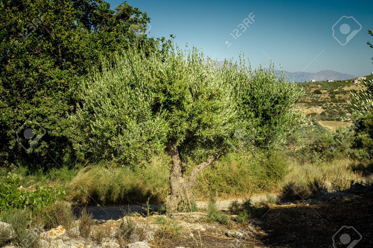 Olive plantation with old olive tree in the Crete, Greece. Colorful olive tree on blue sky background. Old olive tree in green landscape. - 160358677 Olive plantation with old olive tree in the Crete, Greece. Colorful olive tree on blue sky background. Old olive tree in green landscape. - 160358677