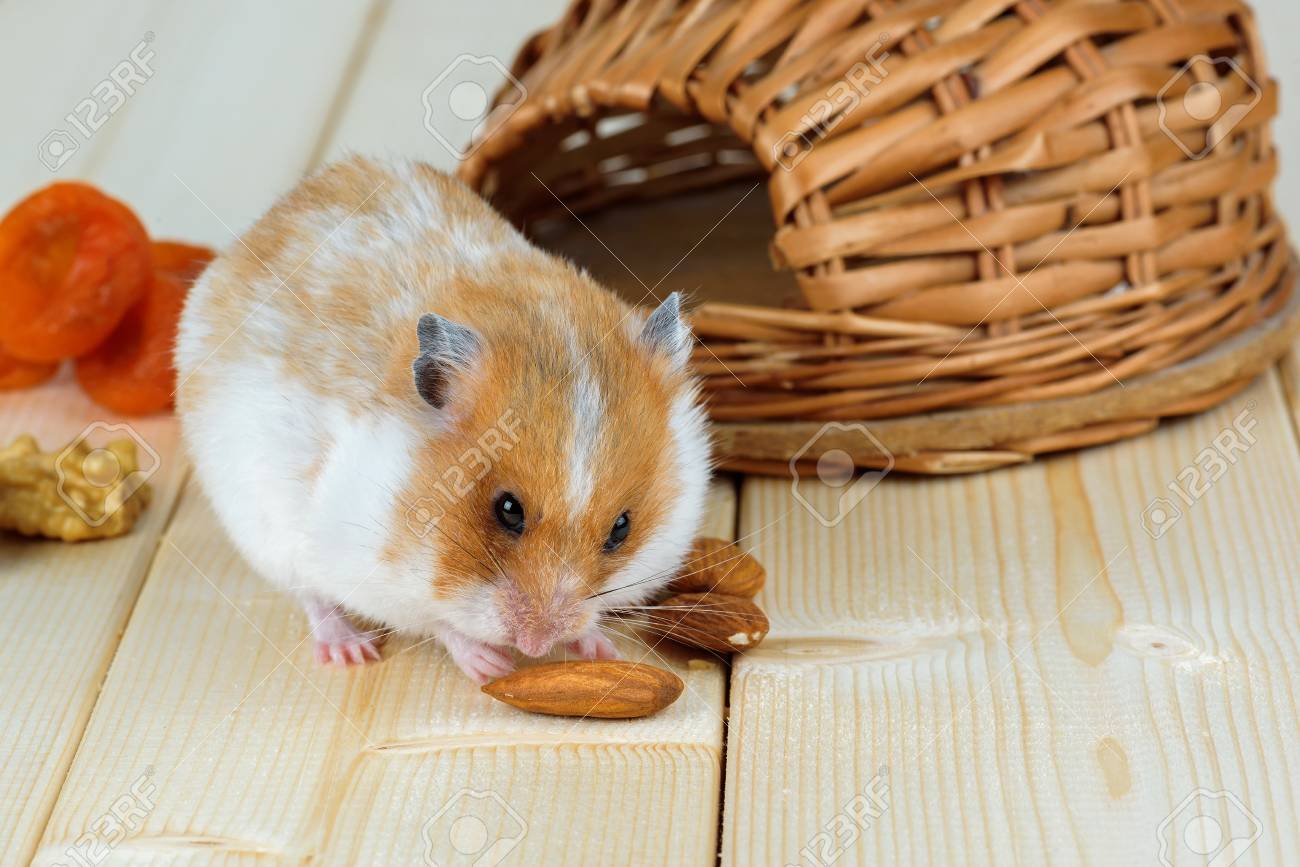 hamster nut
