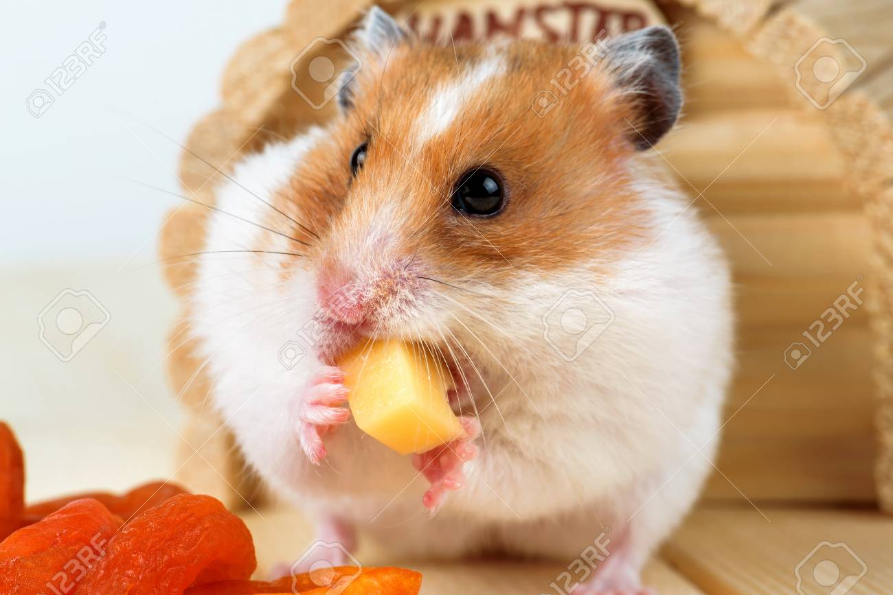 are hamsters allowed cheese